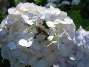 IMG_7071